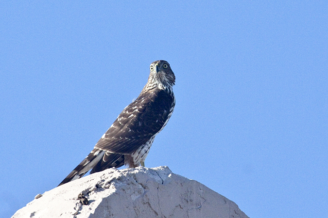 Juvenile Cooper's Hawk, Jacksonville Beach, Florida