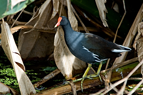 Common Gallinule, Green Cay Wetlands, Florida