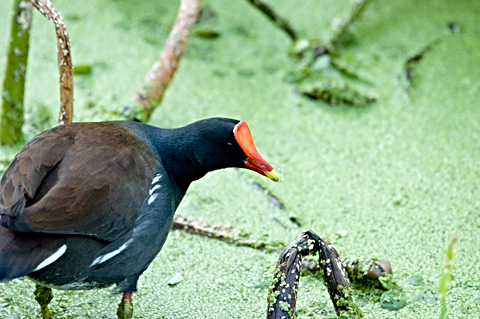 Common Gallinule, Green Cay Wetlands, Florida