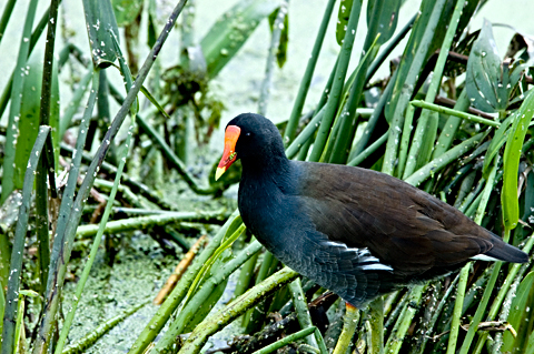 Common Gallinule, Green Cay Wetlands, Florida