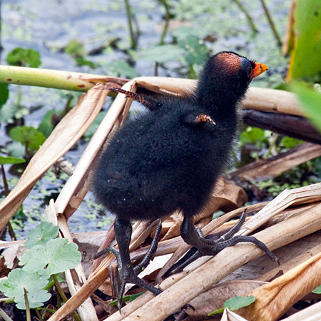 Immature Common Gallinule, Wakodahatchee Wetlands, Florida