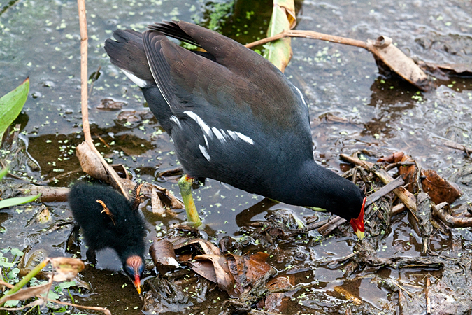 Immature and Adult Common Gallinule, Wakodahatchee Wetlands, Florida