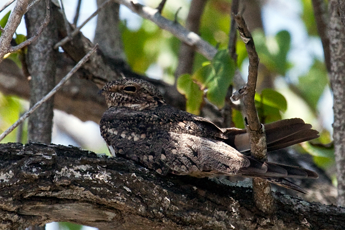 Common Nighthawk, Garden Key, Dry Tortugas, Florida by Richard L. Becker