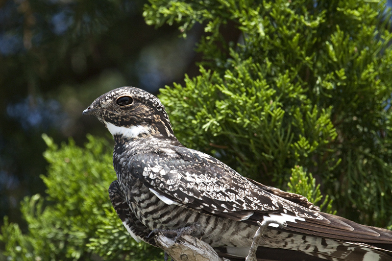 Common Nighthawk, Merritt Island National Wildlife Refuge, Florida by Richard L. Becker