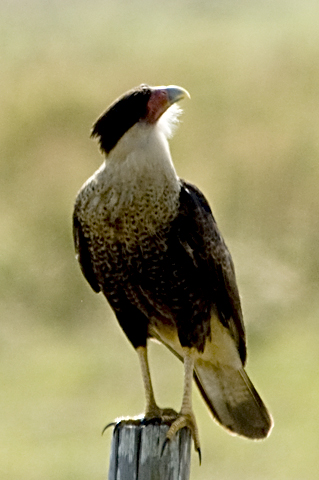 Crested Caracara, Florida