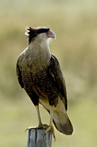 Crested Caracara, Florida