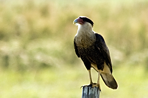 Crested Caracara, Florida