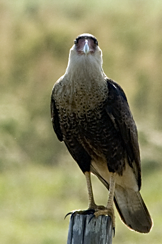 Crested Caracara, Florida