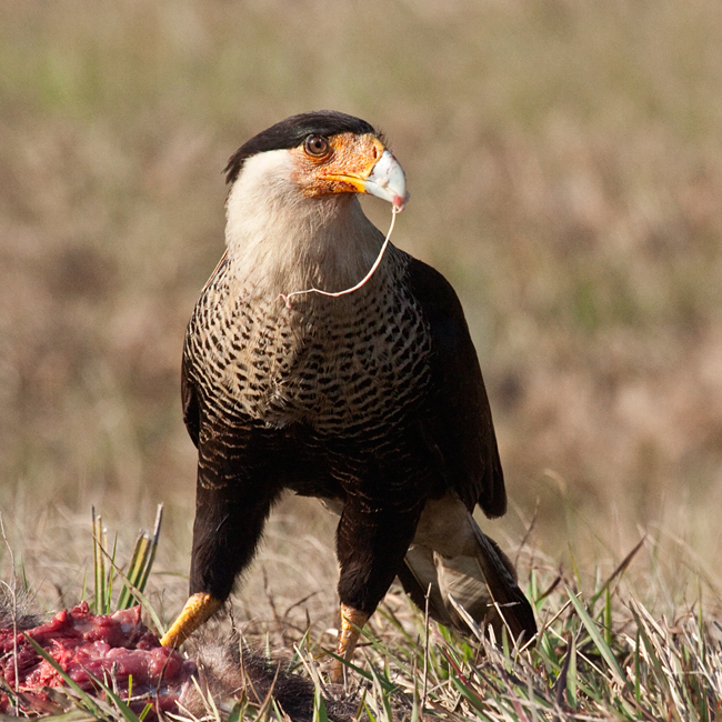 Crested Caracara, Osceola County, Florida