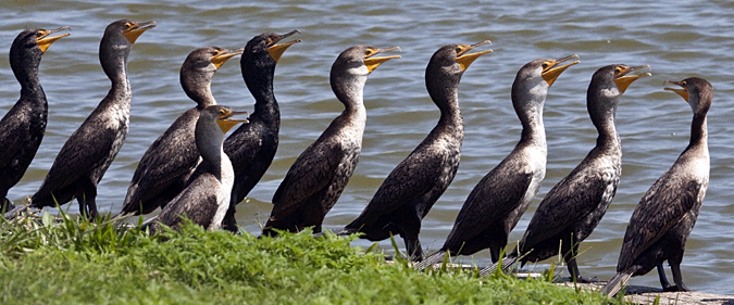 Double-crested Cormorant, Click Ponds, Viera, Florida