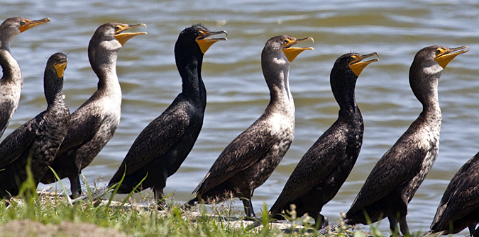 Double-crested Cormorant, Click Ponds, Viera, Florida