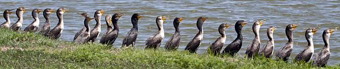 Double-crested Cormorant, Click Ponds, Viera, Florida