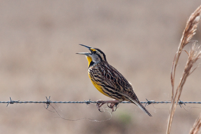 Eastern Meadowlark, Joe Overstreet Road, Lake Kissimmee, Florida