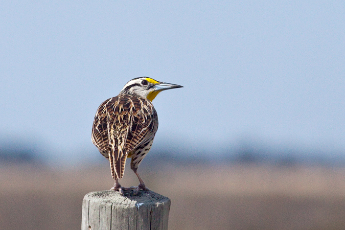 Eastern Meadowlark, Joe Overstreet Road, Lake Kissimmee, Florida