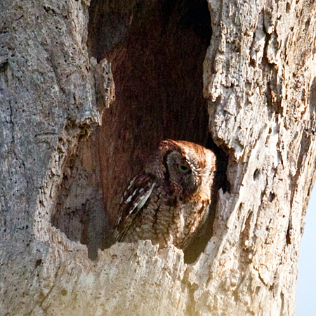 Eastern Screech-Owl, Lemon Bay Preserve, Florida