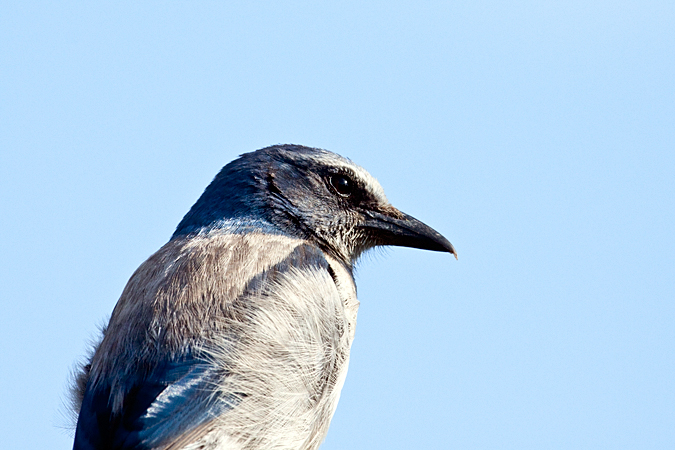 Florida Scrub-Jay, Lemon Bay Preserve, Florida