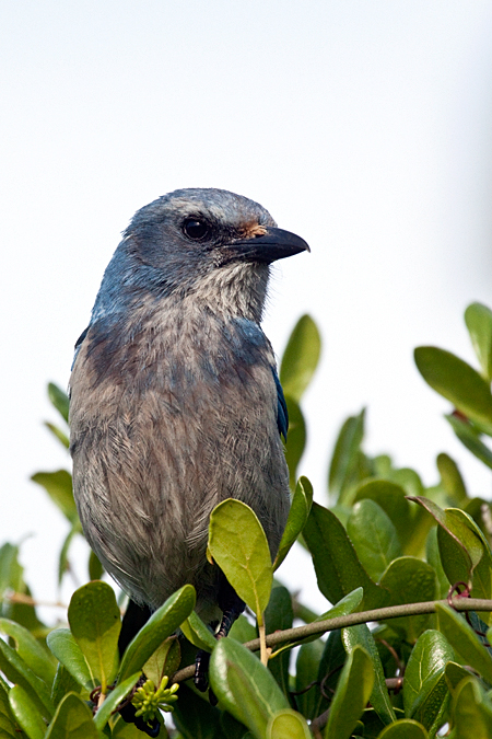 Florida Scrub-Jay, Lemon Bay Preserve, Florida