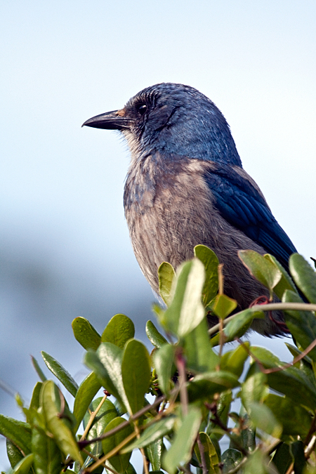 Florida Scrub-Jay, Lemon Bay Preserve, Florida