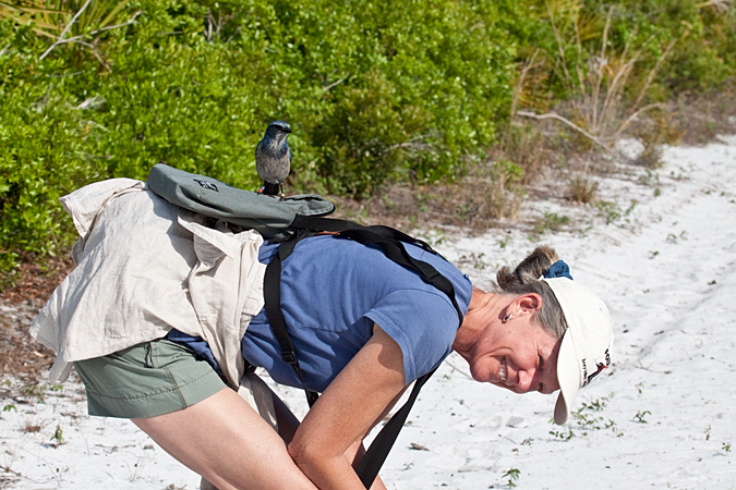 Florida Scrub-Jay, Lemon Bay Preserve, Florida