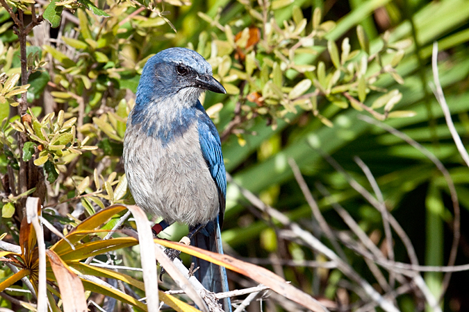 Florida Scrub-Jay, Lemon Bay Preserve, Florida