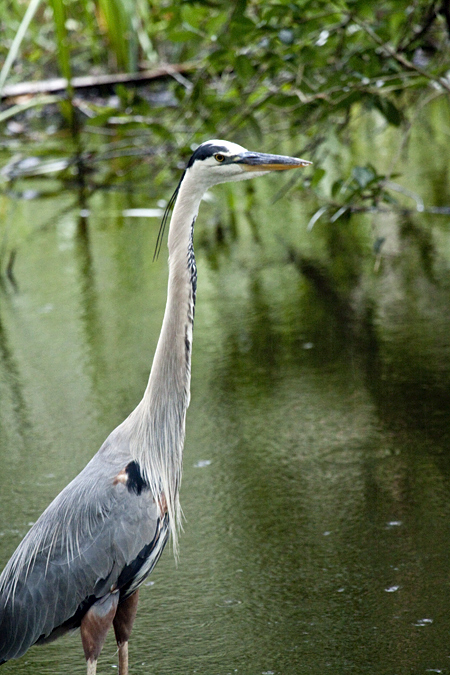 Great Blue Heron, Jacksonville, Florida