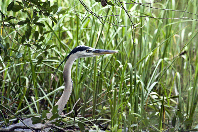 Great Blue Heron, Jacksonville, Florida