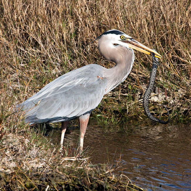 Great Blue Heron Eating a Banded Water Snake at Merritt Island NWR, Florida