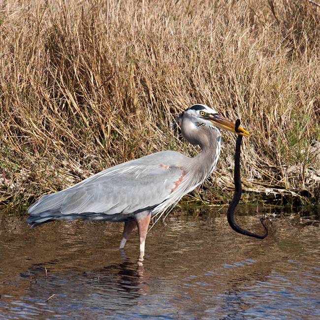 Great Blue Heron Eating a Banded Water Snake at Merritt Island NWR, Florida