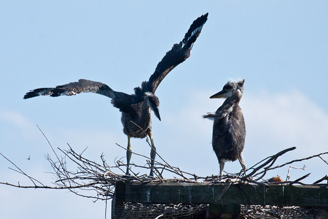 Immature Great Blue Herons at nest at Viera Wetlands, Viera, Florida