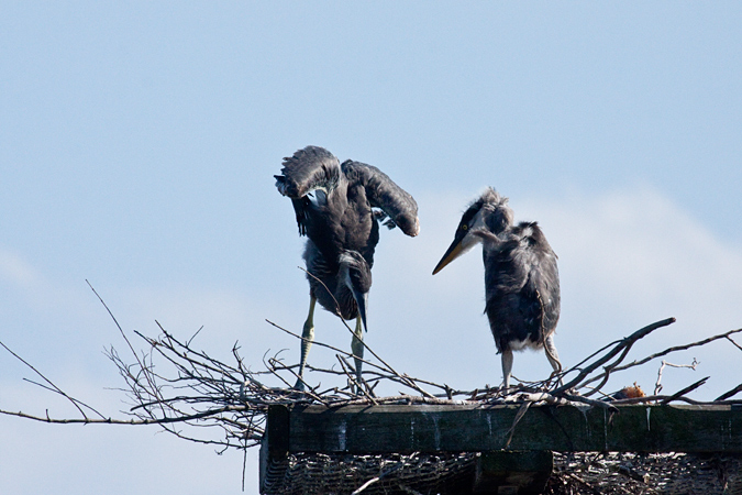 Immature Great Blue Herons at nest at Viera Wetlands, Viera, Florida