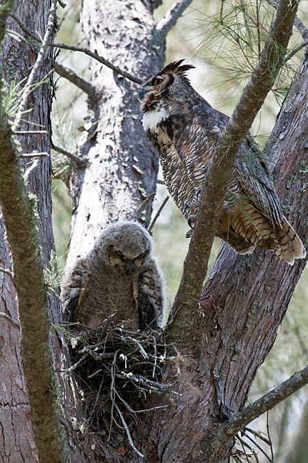 Great Horned Owl - Parent and Nestling - Fort De Soto County Park, Florida