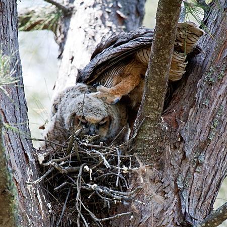 Great Horned Owl - Parent and Nestling - Fort De Soto County Park, Florida