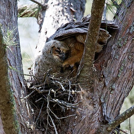 Great Horned Owl - Parent and Nestling - Fort De Soto County Park, Florida