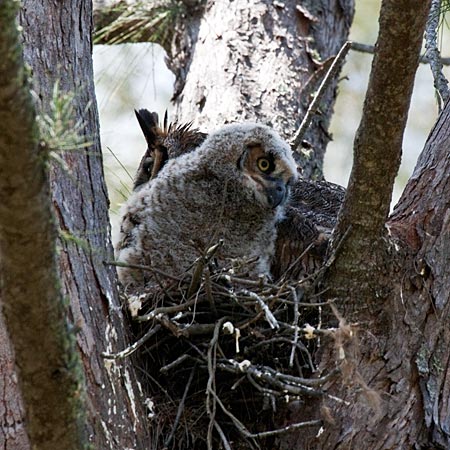 Great Horned Owl - Parent and Nestling - Fort De Soto County Park, Florida