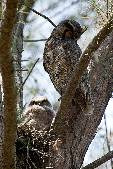 Great Horned Owl -Adult and Nestling - Fort De Soto County Park, Florida