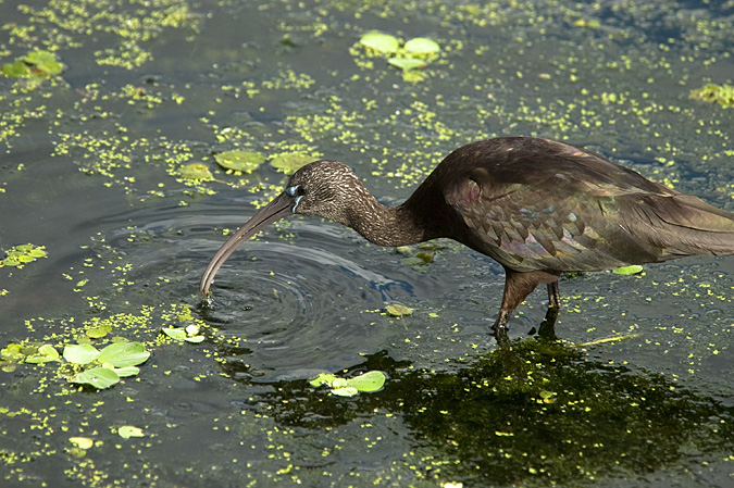 Juvenile Glossy Ibis, Green Cay Wetlands, Florida