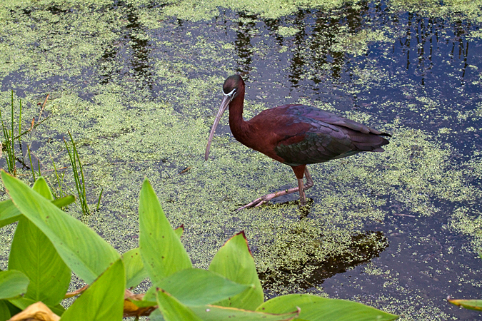 Glossy Ibis at Wakodahatchee Wetlands Park, Florida