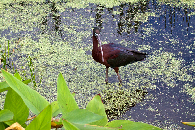 Glossy Ibis at Wakodahatchee Wetlands Park, Florida