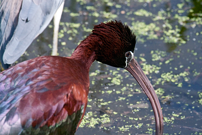 Glossy Ibis at Wakodahatchee Wetlands Park, Florida