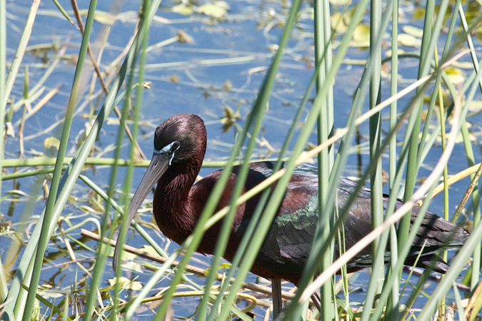 Glossy Ibis at Viera Wetlands, Viera, Florida