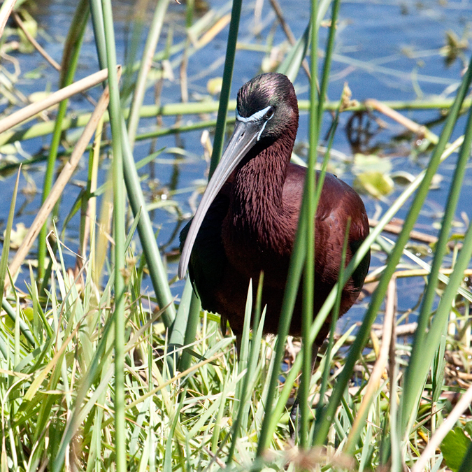 Glossy Ibis at Viera Wetlands, Viera, Florida