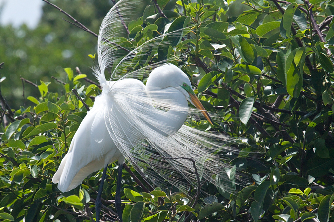 Great Egret, Wakodahatchee Wetlands, Boynton Beach, Florida