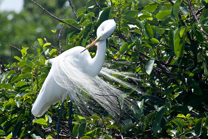 Great Egret, Wakodahatchee Wetlands, Boynton Beach, Florida