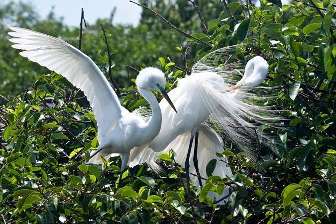 Great Egret with nestling, Wakodahatchee Wetlands, Boynton Beach, Florida