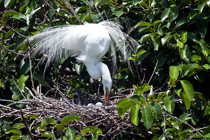 Great Egret at nest with eggs, Wakodahatchee Wetlands Park, Florida