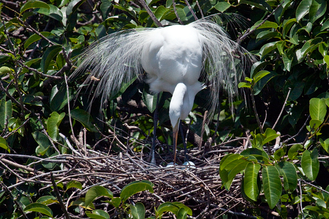 Great Egret at nest with eggs, Wakodahatchee Wetlands Park, Florida