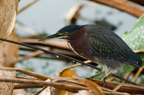 Green Heron, Wakodahatchee Wetlands Park, Boynton Beach, Florida