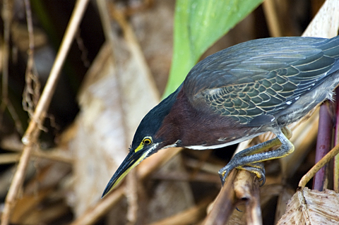 Green Heron, Wakodahatchee Wetlands Park, Boynton Beach, Florida