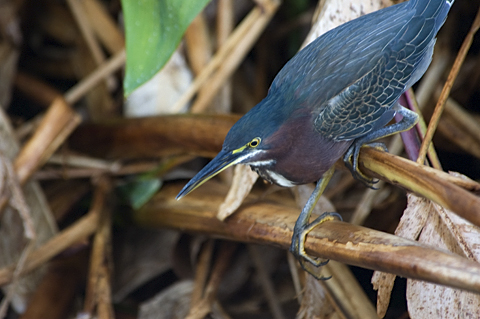 Green Heron, Wakodahatchee Wetlands Park, Boynton Beach, Florida