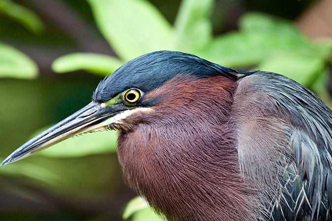 Green Heron, McCoy Indigenous Park, Key West, Florida